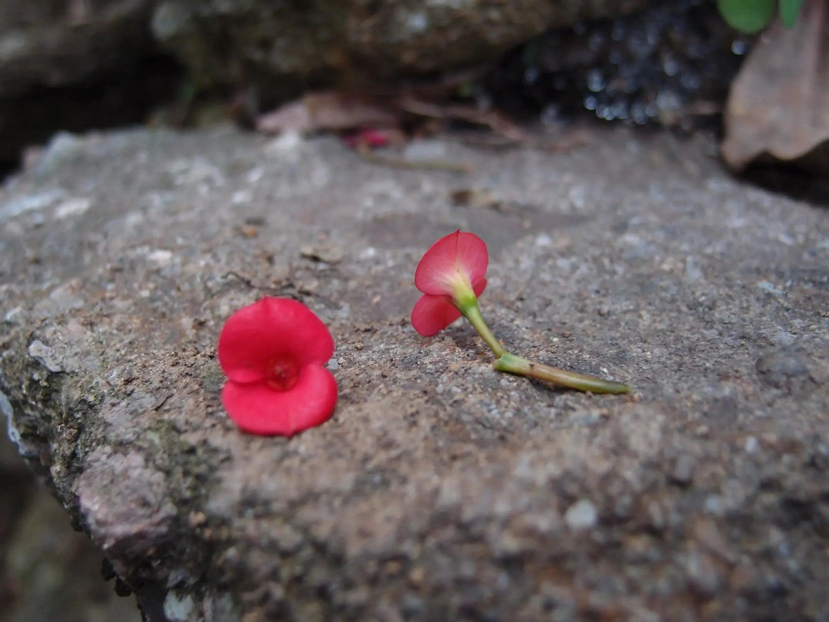 Poppy Full Moon Large Pendant Necklace