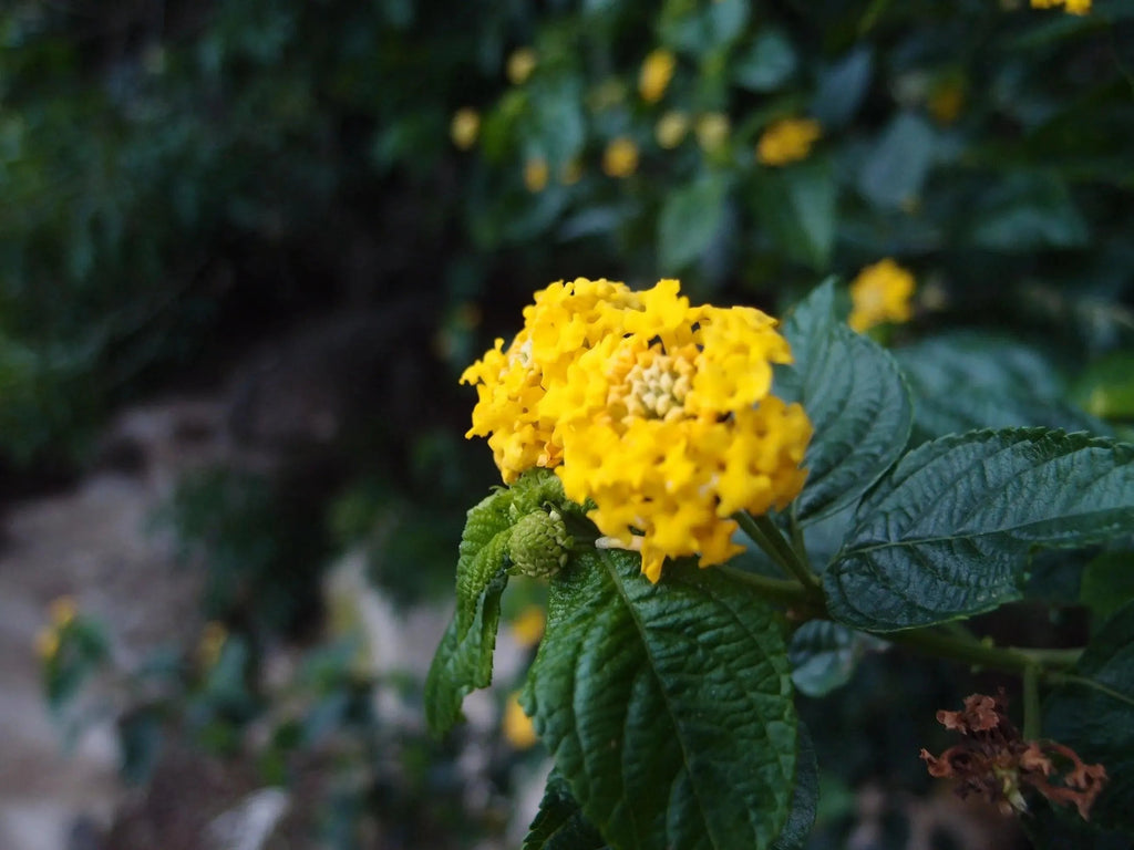 Mixed Flower Oval Drop Earrings