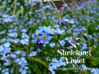 Forget-Me-Not Teardrop Stud Earrings