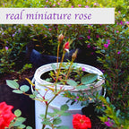Rose Teardrop Dangle Drop Earrings