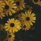 Sunflower Round Pendant Necklace
