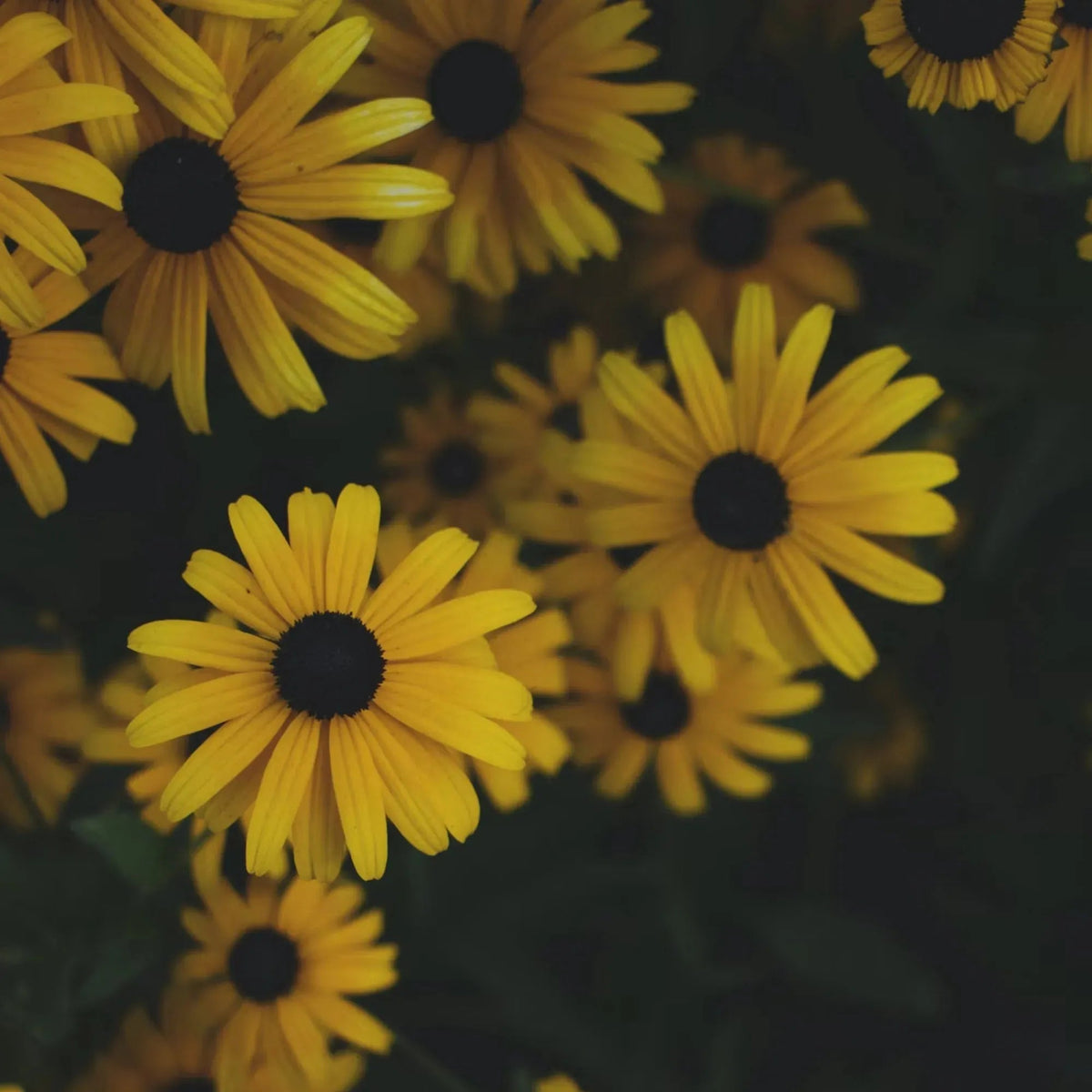 Sunflower Round Pendant Necklace