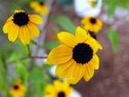 Sunflower Round Pendant Necklace